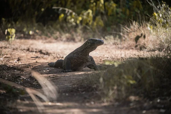 Dragon Komodo. parc national indonesia. Flores. Labuan Bajo. vidéo full hd — Photo