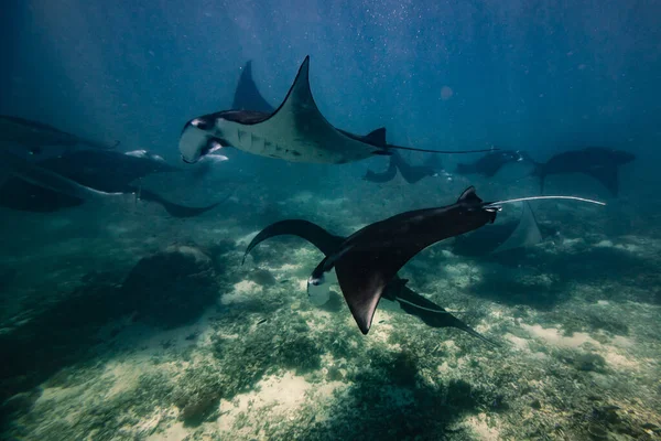 Manta ışını noktası. Nusa Penida Flores tropik cennet. Labuan Bajo. Su altında
