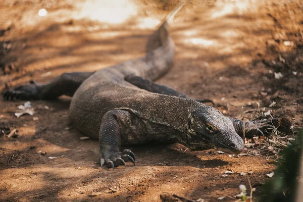 Dragon Komodo. parc national indonesia. Flores. Labuan Bajo. vidéo full hd — Photo