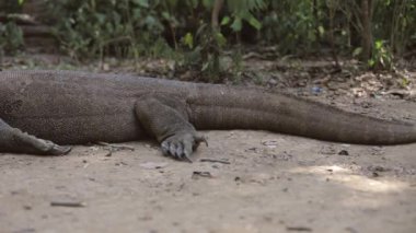 Komodo ejderhası. Endonezya Ulusal Parkı. Flores. Laban bajo. Fullhd video