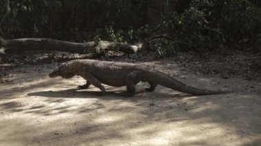 Komodo ejderhası. Endonezya Ulusal Parkı. Flores. Laban bajo. Fullhd video