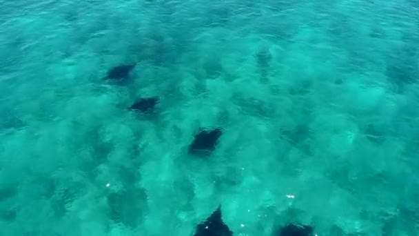 Manta ray Point. Blauwe lagune. pijlstaartroggen zwemmen. Labuan Bajo. drone antenne — Stockvideo