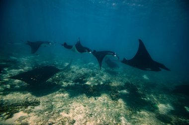Manta ışını noktası. Nusa Penida Flores tropik cennet. Labuan Bajo. Su altında