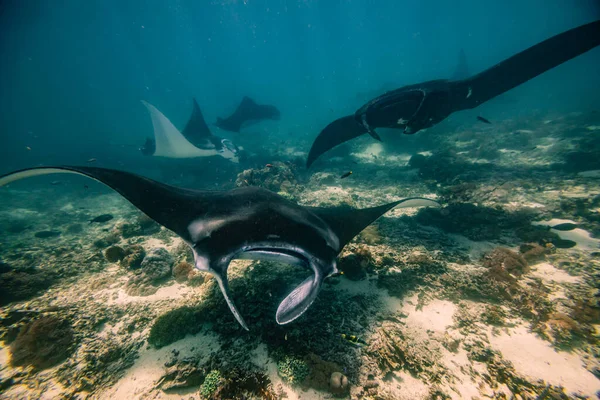 Manta ışını noktası. Nusa Penida Flores tropik cennet. Labuan Bajo. Su altında