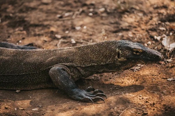 Komodói sárkány. indonéziai nemzeti park. Floresszal. Labuan Bajo vagyok. teljes videó — Stock Fotó