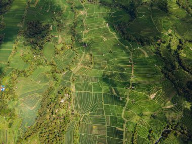 Ubud, Endonezya 'daki Jatiluwih yeşil pirinç tarlalarının insansız hava aracı görüntüsü. Bali Simgesi.