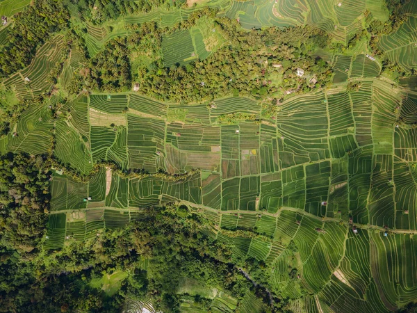 Ubud, Endonezya 'daki Jatiluwih yeşil pirinç tarlalarının insansız hava aracı görüntüsü. Bali Simgesi.