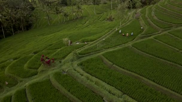 Jatiluwih verde Riso Terrazze Bali Veduta aerea dal drone. — Video Stock