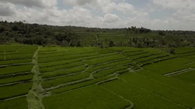 Jatiluwih Yeşil Pirinç Terasları İHA 'dan Bali Havacılık görüntüsü.