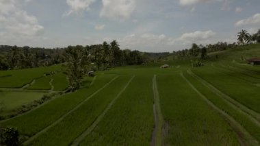 Jatiluwih Yeşil Pirinç Terasları İHA 'dan Bali Havacılık görüntüsü.
