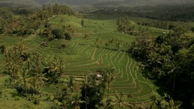 Jatiluwih Yeşil Pirinç Terasları İHA 'dan Bali Havacılık görüntüsü.