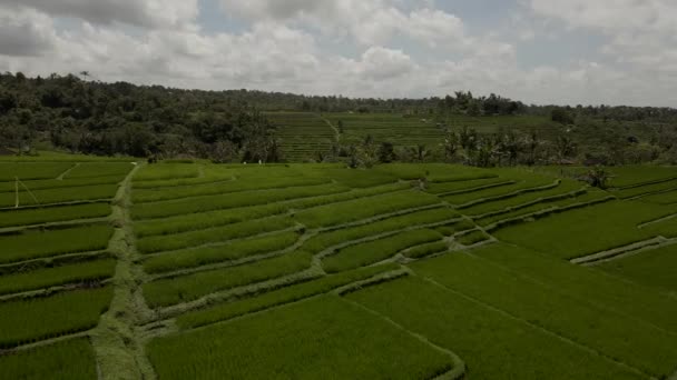 Jatiluwih verde Riso Terrazze Bali Veduta aerea dal drone. — Video Stock