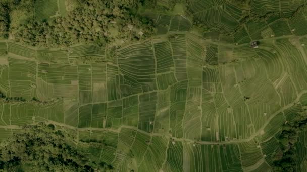 Jatiluwih grön ris Terrasser Bali Flygfoto från drönare. — Stockvideo