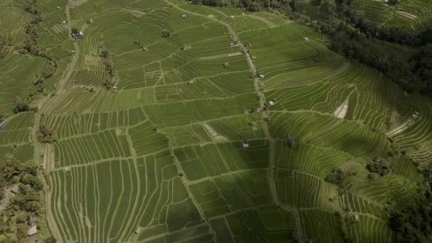 Jatiluwih vihreä riisiterassit Bali Antenninäköala drone. — kuvapankkivideo