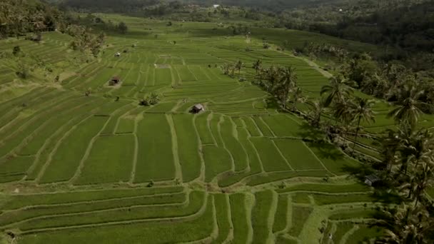 Jatiluwih green Rice Terraces Bali Aerial view from drone. — 비디오