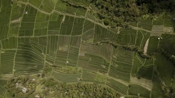 Jatiluwih green Rice Terraces Bali Aerial view from drone. — Stock Video