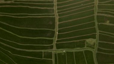 Jatiluwih Yeşil Pirinç Terasları İHA 'dan Bali Havacılık görüntüsü.