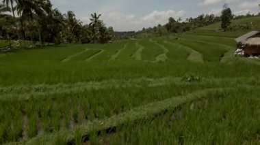 Jatiluwih Yeşil Pirinç Terasları İHA 'dan Bali Havacılık görüntüsü.