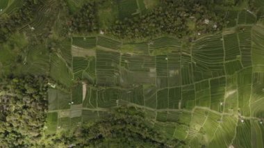 Jatiluwih Yeşil Pirinç Terasları İHA 'dan Bali Havacılık görüntüsü.