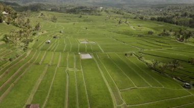 Jatiluwih Yeşil Pirinç Terasları İHA 'dan Bali Havacılık görüntüsü.