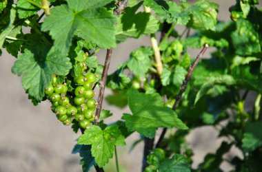 Olgunlaşmamış üzümler bahçedeki bir dala asılmış.