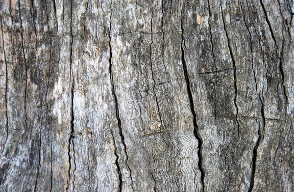 Hintergrund Aus Altem Holz Alter Baum Angeknackst — Stockfoto