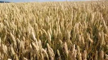 Güneşli bir yaz gününde buğday tarlası. Rüzgar esiyor.