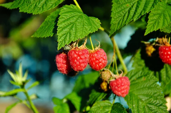 Güneşli bir yaz gününde çalılıklarda olgun ahududular. Bulanık arkaplan