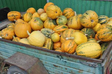 Eski bir karavanda balkabağı hasadı