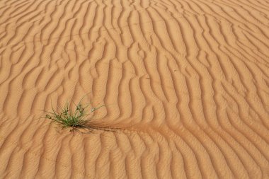 Umman 'daki Wahiba Kumları' nın çölündeki çimenler üzerinde böcek ya da kertenkele izleri var.