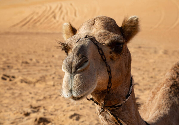 Portrait of a dromedary camel in Omans Wahiba Sands desert featuring long eye lashes