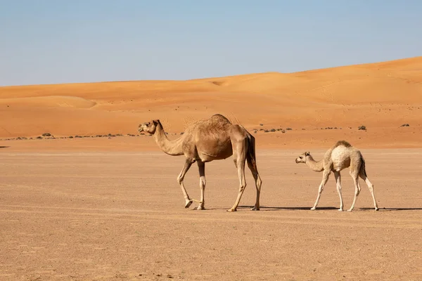 Mãe vaca de camelo com bezerro no deserto Wahiba Sands de Omã — Fotografia de Stock