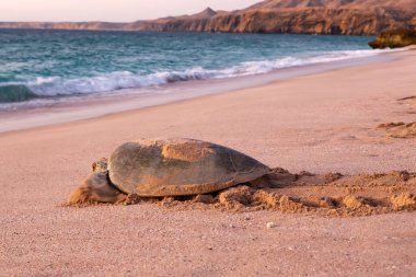 Yeşil deniz kaplumbağası Chelonia Mydas Umman 'daki Ras al Jinz plajına yumurtalarını bıraktıktan sonra şafak vakti denize dönüyor.