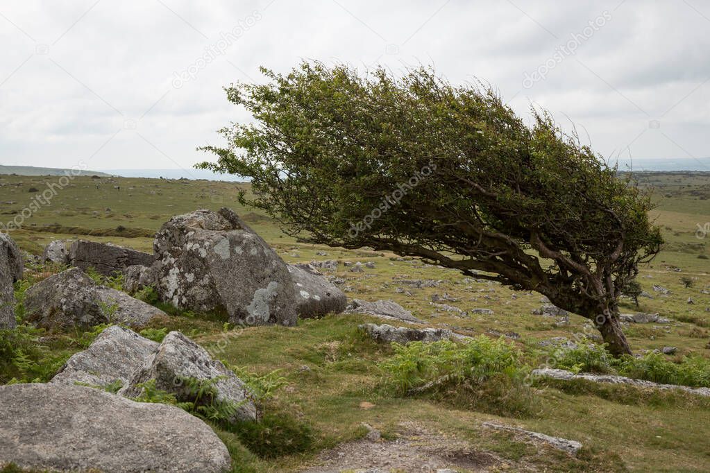 Wind-blown hawthorn tree in Bodmin Moor, Cornwall, UK