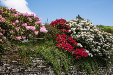 Beyaz, kırmızı ve pembe zakkum St. Neot, Cornwall UK 'deki kilise duvarında duruyor.