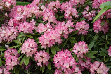 İngiltere, Cornwall 'da pembe rhododendron çiçek açmış.