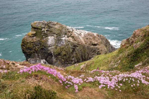 Sea thrift and cormorants rock a Hells Mouth Bay in Cornovaglia, Regno Unito — Foto Stock