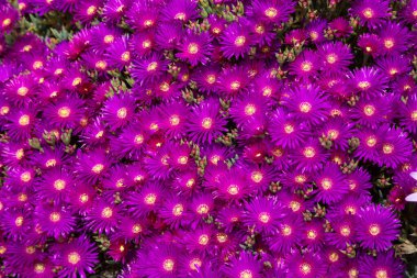 Yoğun biçimde çiçek açan Hardy ya da İzleyen Iceplant Delosperma Cooperi namı diğer Pembe halı