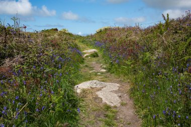 Penwith yarımadasında kayalık yolun yanındaki kır çiçekleri, Cornwall UK
