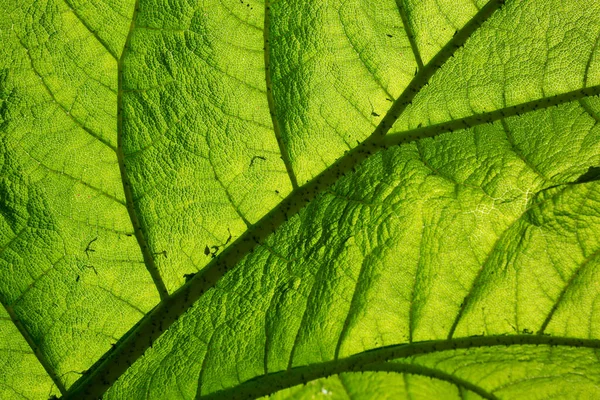 Close-up view of leaf structure details of Giant Rhubarb Gunnera manicata