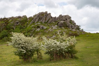 Greator Rocks, Devon, İngiltere 'nin önünde çiçek açan Hawthorn çalıları