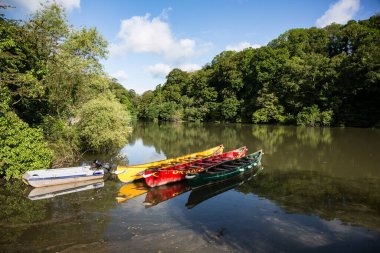 Harbourne Nehri 'ndeki kanolar, Devon, İngiltere' deki Dart Nehri 'nin bir kolu.