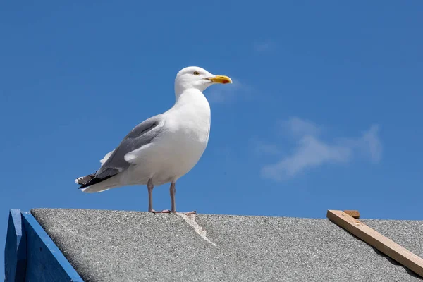 Herring gull Larus argentatus sitting on roof against blue sky — Stock Photo, Image