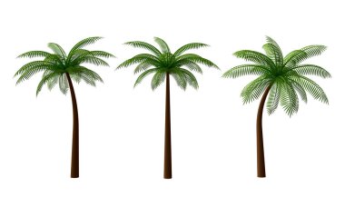 Yeşil palmiye ağaçları seti. 3d render