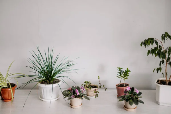 Plants Homemade Vases Shot Light Gray Wall Clear Reference Concept — Stock Photo, Image