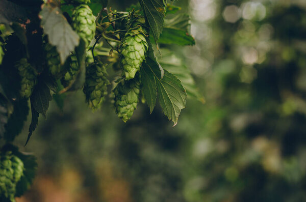 Зеленые конусы хмеля на заводе хмеля, используемом для пивоварения пивоварения готовы. Художественный оттенок, формат с копировальным пространством. Прозрачный, панорамный вид
.