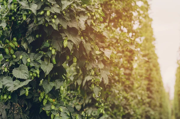 Green hop cones on a hops plant used for brewing beer harvest ready. Artistic tint, format with copy space. Clouse up, panoramic view.