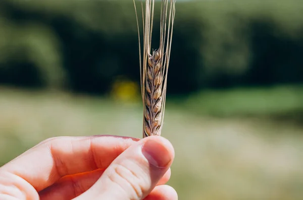 Spikelets Moget Vete Närbild Spikelets Till Hands Ett Vetefält Mot — Stockfoto