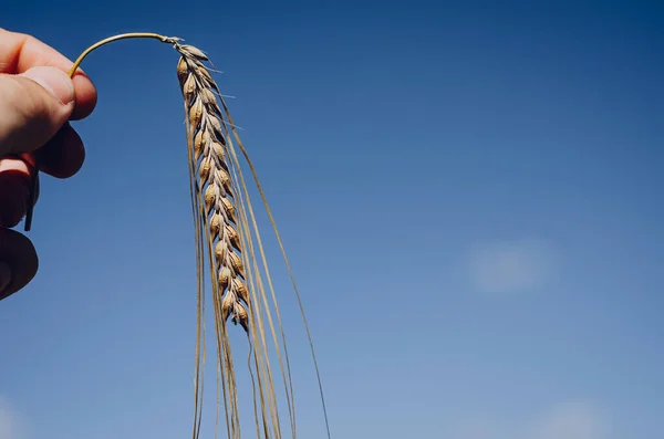 Atteindre Une Pointe Blé Jaune Dans Les Mains Agriculteur Sur Images De Stock Libres De Droits