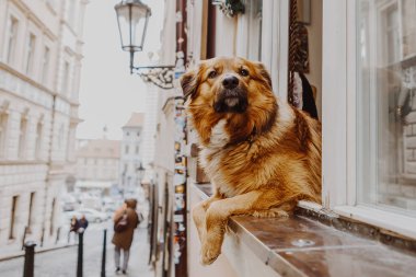 Evin içindeki komik köpek pencereden dışarı bakıyor, boşluğu kopyala